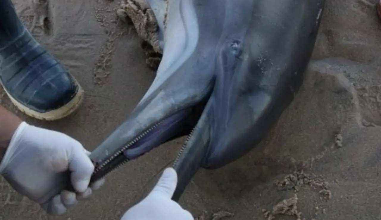 delfines