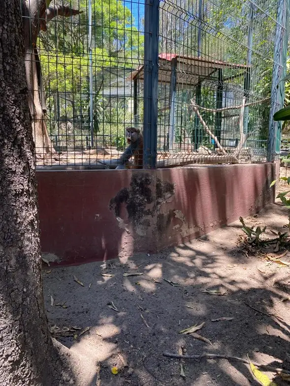 Profepa-asegura-todos-los-animales