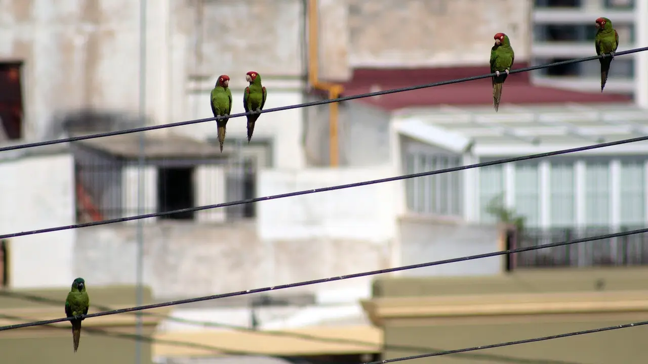 birds-6841180_1280