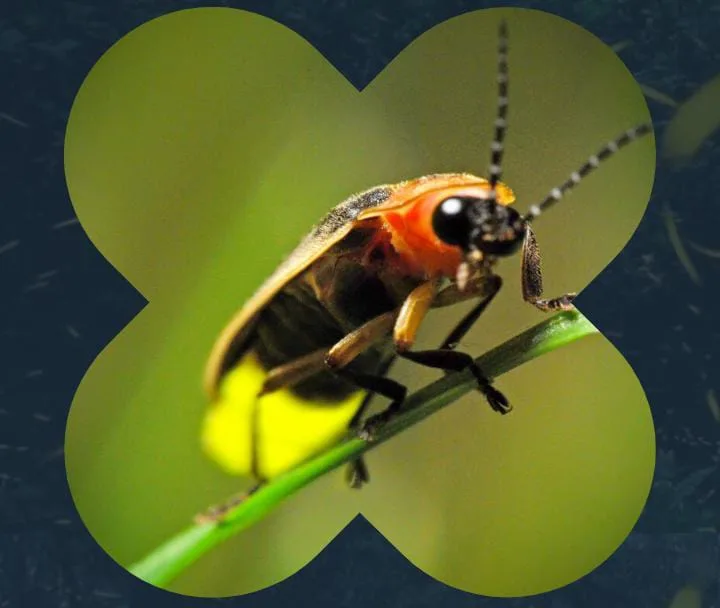 imgNota1037