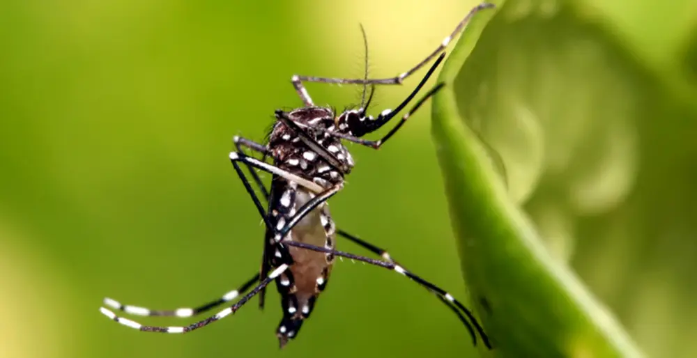 Acumula BCS 700 casos de dengue