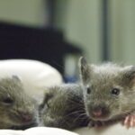 acd6a333afde4d0a9521c4529fcbfb64