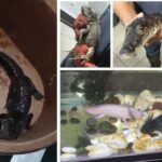 da57b896366a46ed8093540fd367557d