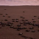 24a5784ff48042e6b39ae5df1cc349ff