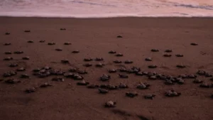 24a5784ff48042e6b39ae5df1cc349ff