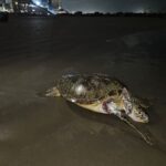 ee20930faef2410e8072e85f53b92ed6