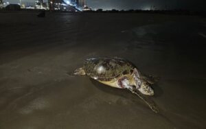 ee20930faef2410e8072e85f53b92ed6