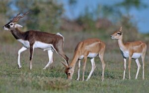 fae14533a4d74037836700caa44ef97c