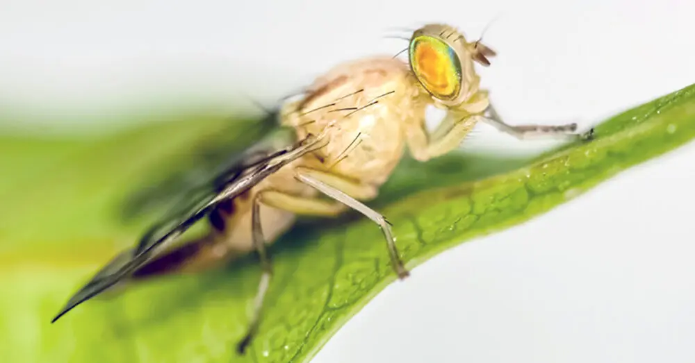 Mantienen operativos contra mosca de la fruta en BCS